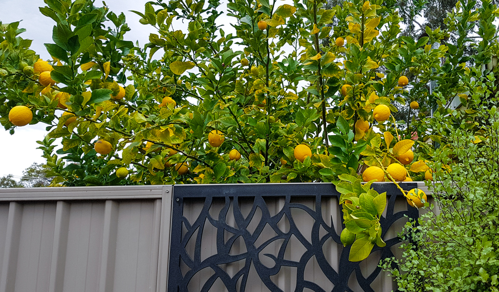 A lemon tree overhanging a fence.