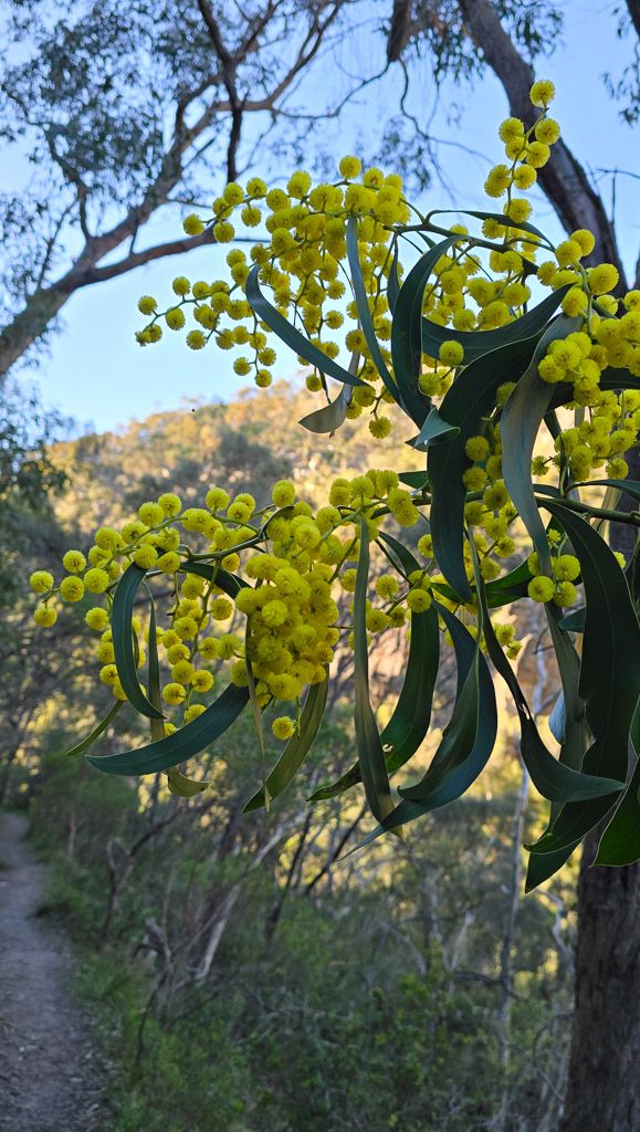 More wattle.