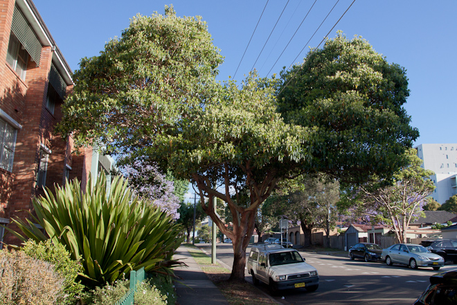 This was a really common sight in Hurstville, trees avoiding powerlines as they grew.