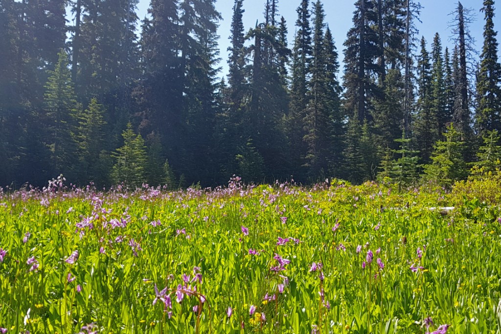 Elk Meadows wildflowers.