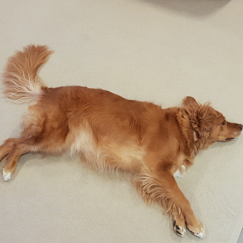 A golden retriever stretched out and looking like a jerk.