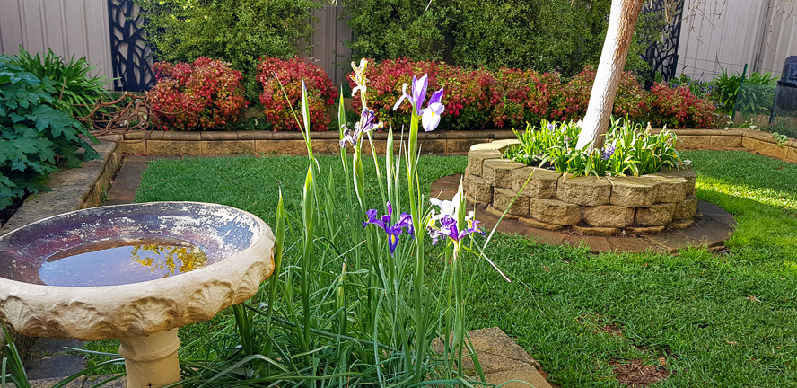 The end of August. The irises are already in bloom. The foliage is reinvigorated. Lattice like limbs of the pruned mulberry tree form a makeshift barrier to keep Nash off the tulips.