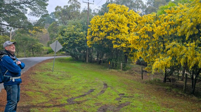 Admiring varieties of wattle.