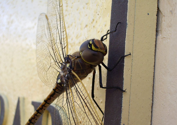 A dragonfly allows me to play with my camera's macro mode.