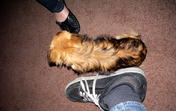 My cousins's foot, a dog, my foot.