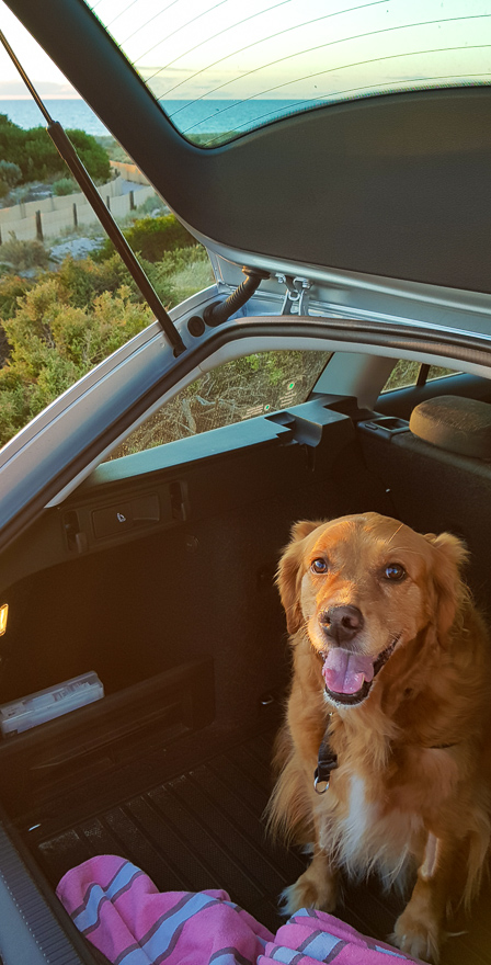 Nash in the back of the car at the beach looking very happy about it.