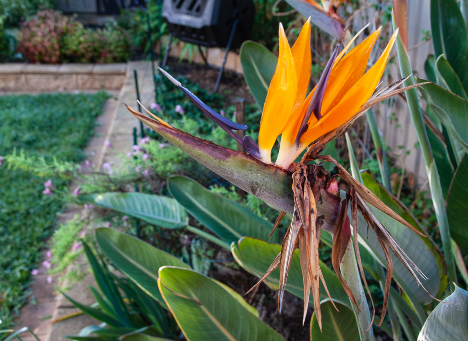 A bird of paradise flower with a strawberry patch in the background.