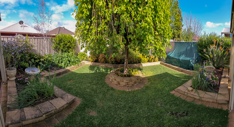 A panorama of an October garden. There's exhausted irises, two ripe cherry tomatoes, a fully in bloom brunfelsia, some little fences that might last until next October, and a mulberry in all its glory. You can also clearly see the spot on the grass that Nash likes to roll around on her back while kicking the ground.