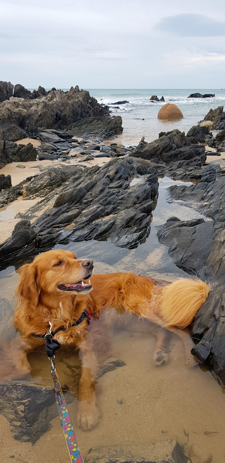 Nash the dog enjoying submersion in a rock pool at the beach.